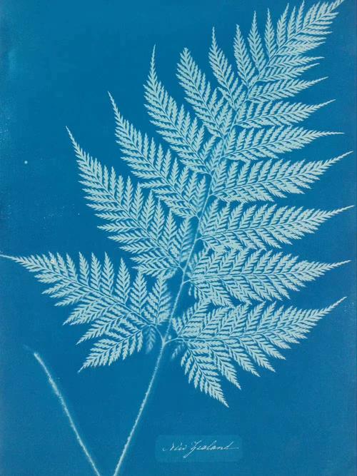 toned cyanotype,Toned Cyanotype: A Detailed Multidimensional Introduction